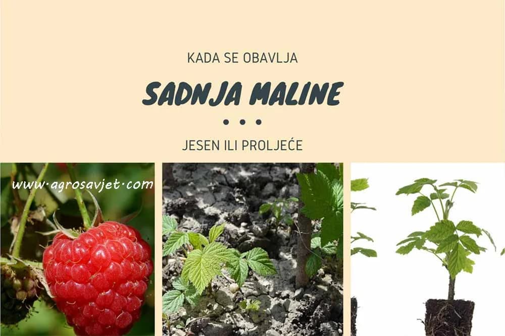 Sadnja maline