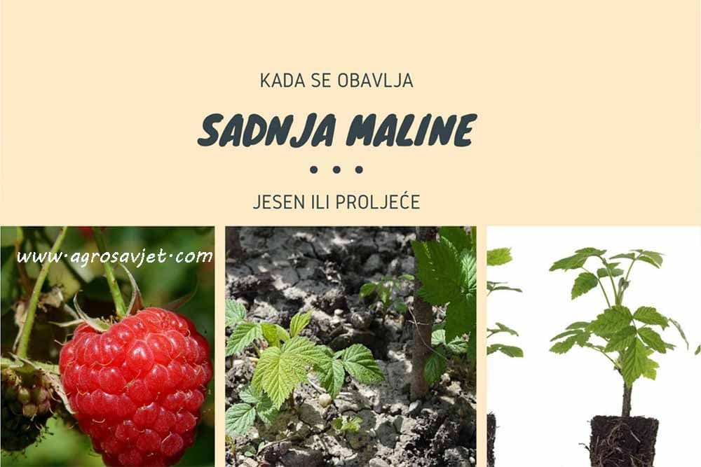 Sadnja maline