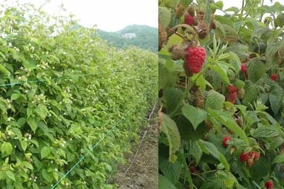 Izbor pogodnog mjesta i položaja za malinjak