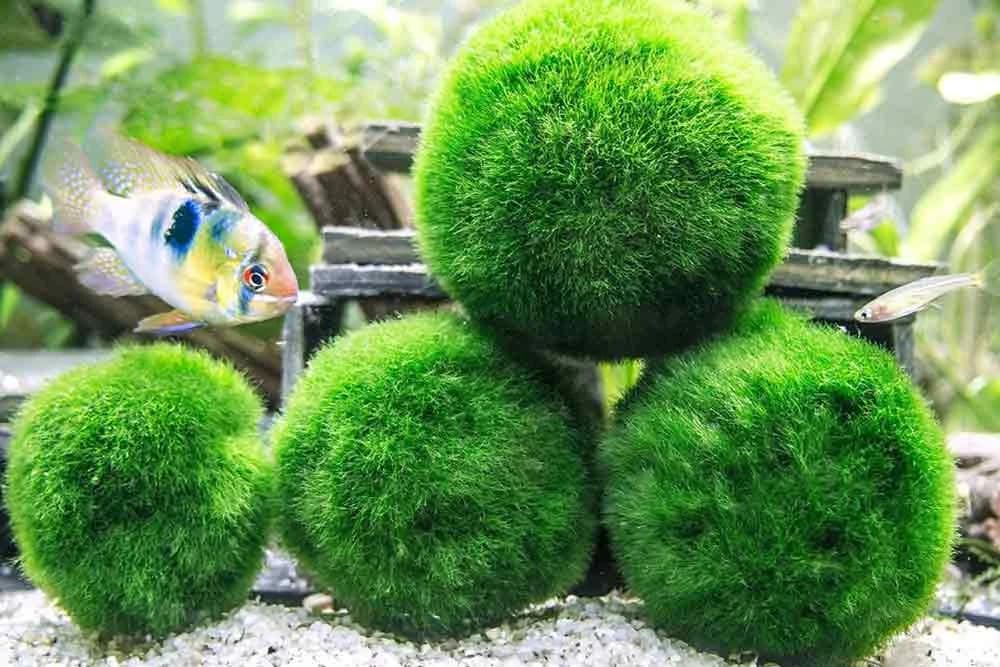 Marimo lopte