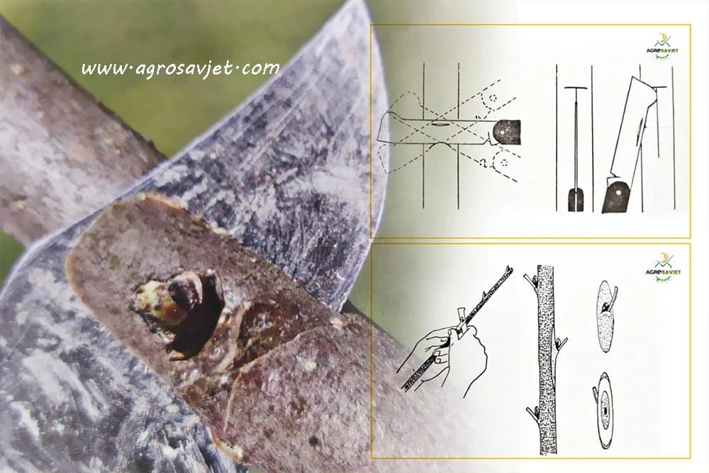Tehnika kalemljenja očenjem - Grafički prikaz i objašnjenje