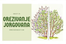 Orezivanje jorgovana
