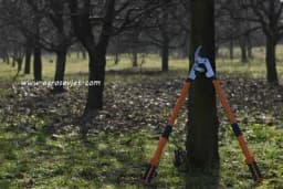 Ovo je šest najčešćih grešaka pri orezivanju voćki - Izbjegnite ih!