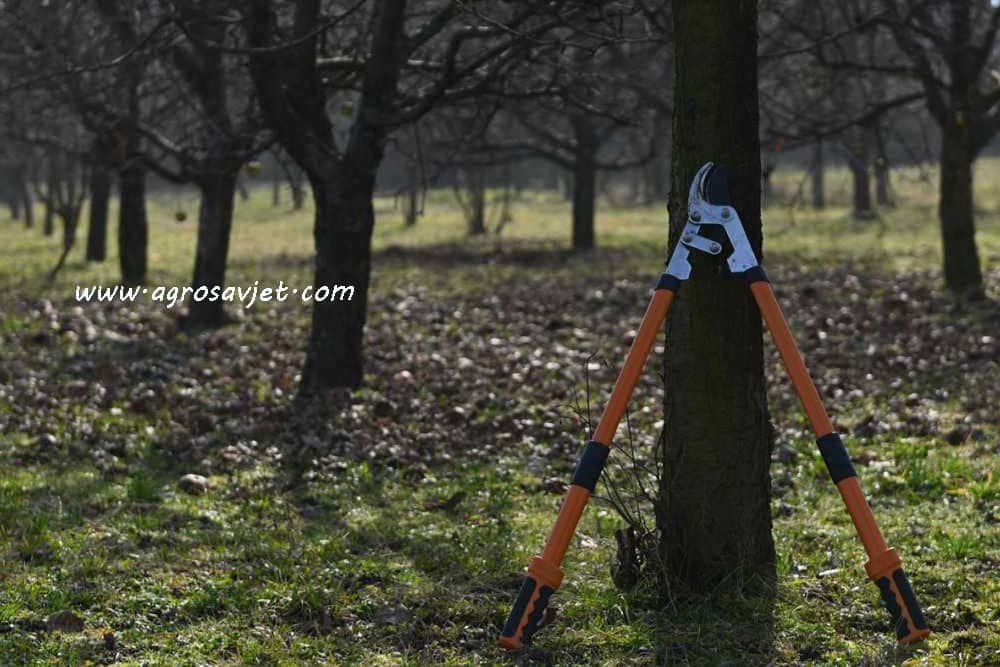 Ovo je šest najčešćih grešaka pri orezivanju voćki - Izbjegnite ih!