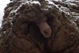 Pogledajte kako izgleda kada pronađete ovna obraslog sa 35 kilograma vune