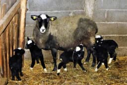 Ovca na svijet donijela šestoro jaganjaca: Veterinar za 30 godina nije čuo za ovakav slučaj