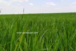 Divljač i sitni glodari zimi opasni po mlade voćnjake i strna žita