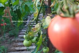 Đubrenje paradajza - Vrijeme i način unošenja đubriva