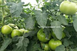 Paradajz sadite sa bosiljkom, grašak što dalje od luka