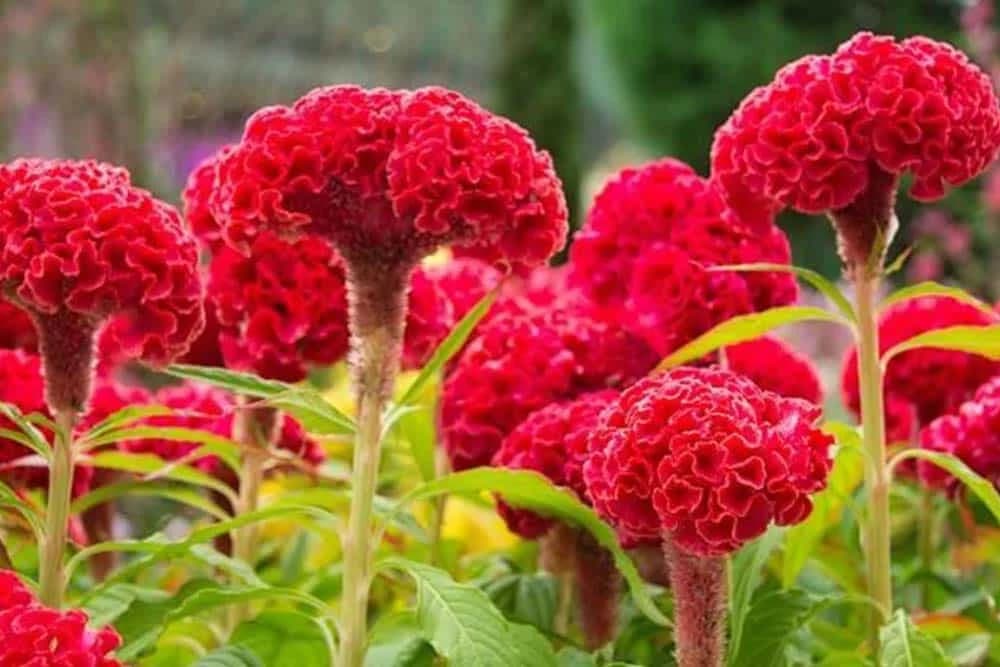 Pijetlova krijesta cvijet