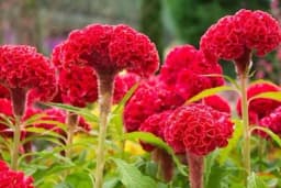 Cvijet koji će vam krasiti dvorište do zime