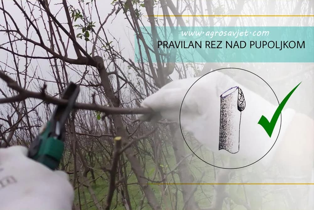 Prikraćivanje ljetorasta