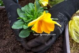 Koliko se brinete o biljkama? Koje je pravo vrijeme za presađivanje?