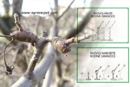 Rodne grančice jabučastog voća - Slikovit prikaz!