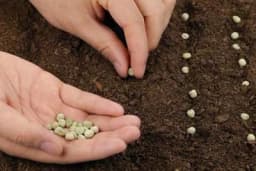 Vrijeme je za nabavku sjemena - Evo na šta posebno treba obratiti pažnju!