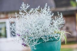 Najneobičnija i najljepša biljka, uspijeva svakome - Kako da gajite SREBRNU KIŠU?