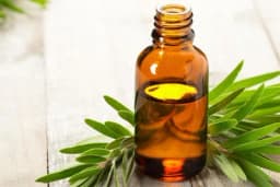 Ulje čajevca za lice, bubuljice i kosu je prosto nevjerovatno!