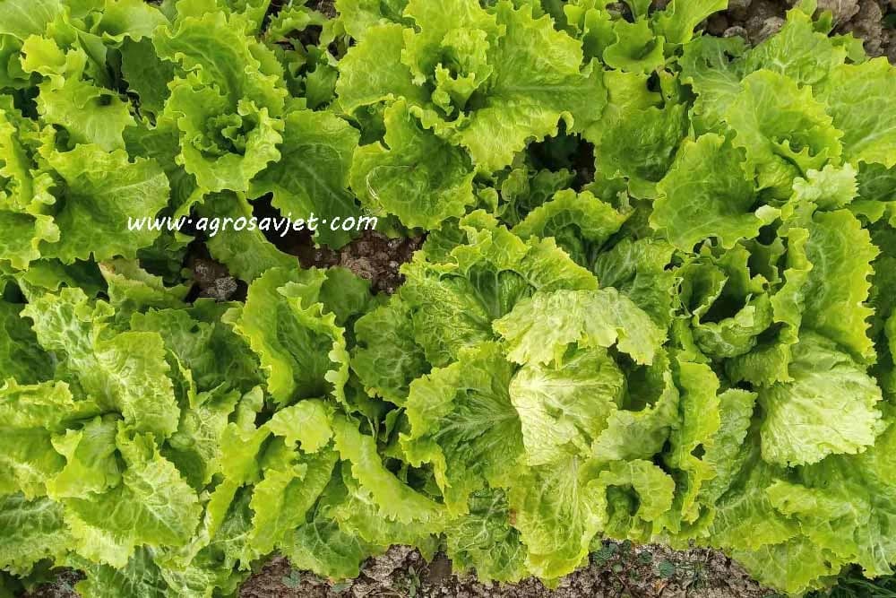 Rana salata