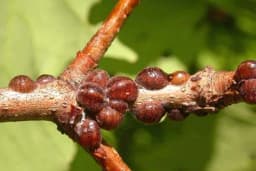 Šljivina štitasta vaš - Simptomi i suzbijanje