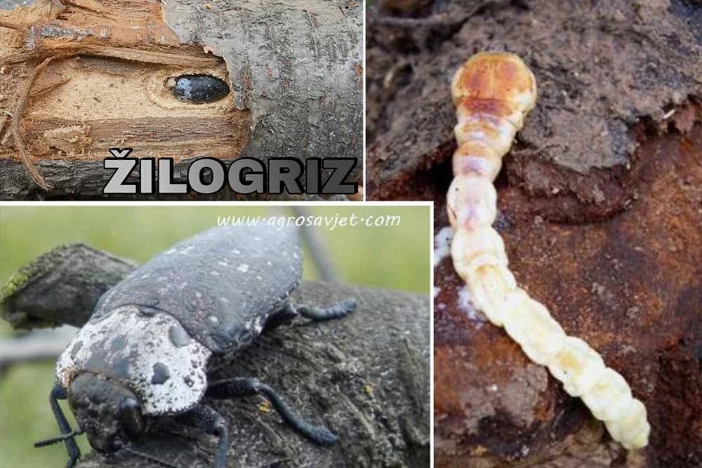 žilogriz