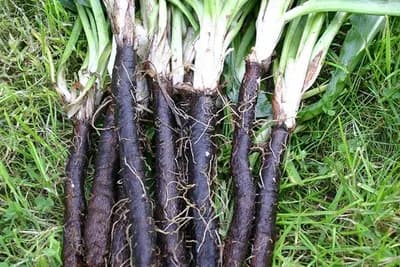 Crni korijen - Način uzgoja i upotreba u kulinarstvu