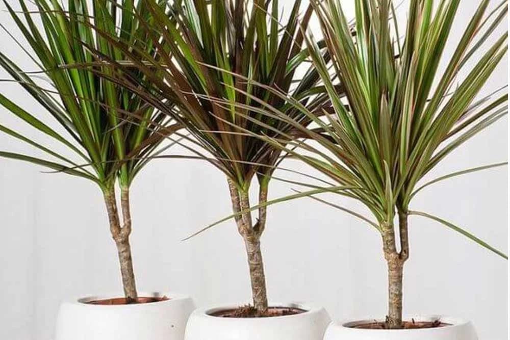 DRACENA