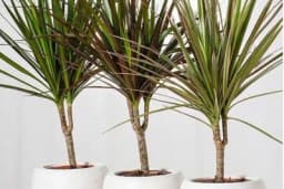 Ove 4 biljke je poželjno imati u spavaćoj sobi - Djeluju umirujuće i čiste vazduh