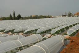 Gajenje jagode u PVC tunelima - Prinos se povećava do 50%
