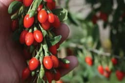 Moćne bobice sadrže 18 aminokiselina, esencijalne za život i dovoljno 100 grama