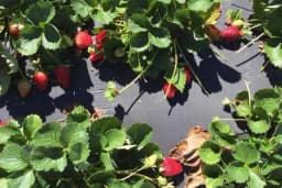 Uzgoj jagode na plastičnim folijama ima velike prednosti