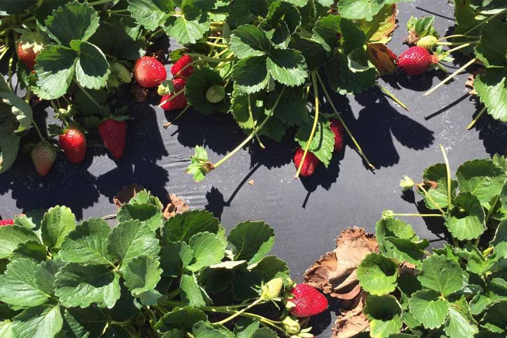 Uzgoj jagode na plastičnim folijama