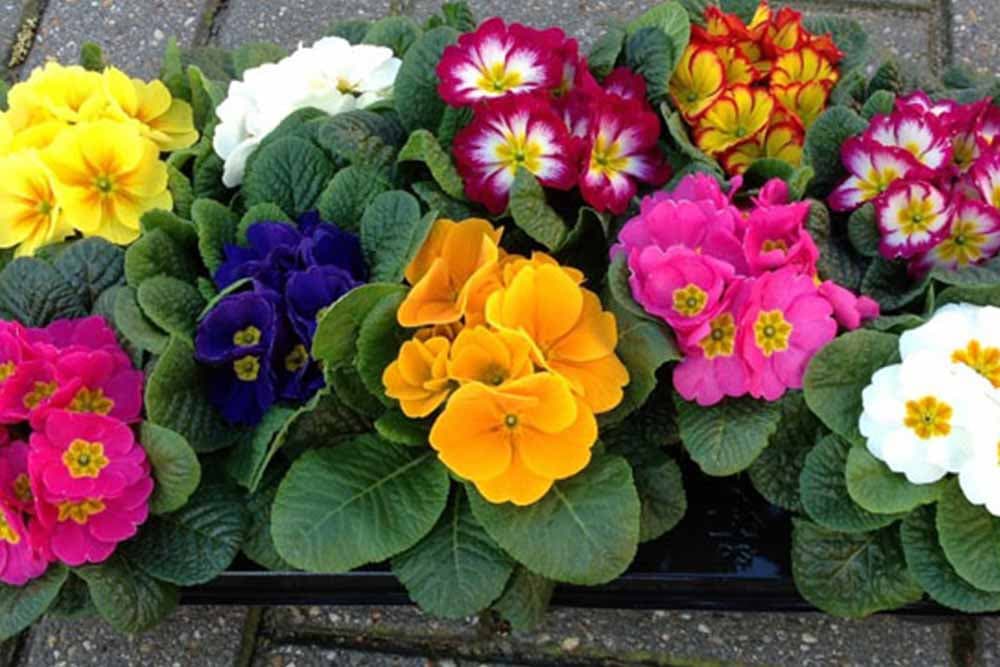 Jagorčevina ili jaglac