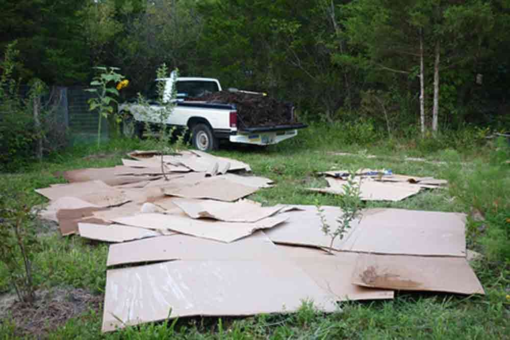 Kako izbjeći korov koji raste oko biljaka