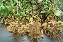 Saznajte kako se sije kikiriki, kako raste i kada se vadi