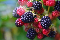 Njega kupine poslije berbe utiče na rod u sljedećoj godini