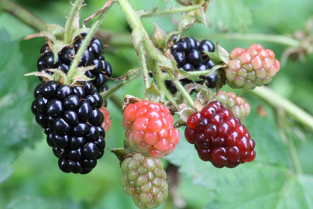 Priprema izdanaka kupine