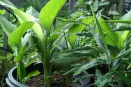 Kako da uzgojite KURKUMU u saksiji ili bašti?