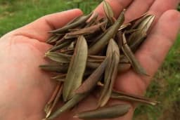 Jeste li znali da list masline krije brojna ljekovita svojstva?