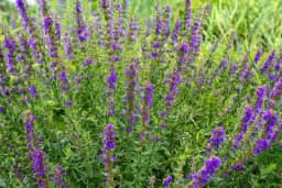 Miloduh – Korisna biljka sa bezbroj namjena