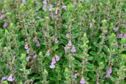 Podubica - Ljekovitost i upotreba