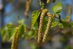 Pupoljci breze - Kako se koriste i za šta su dobri?