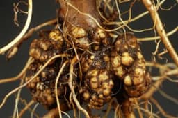 Rak korijena voćaka i vinove loze