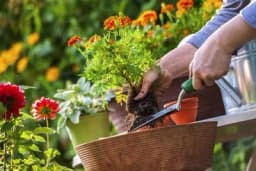 Ovo su najčešće greške pri sadnji cvijeća na proljeće