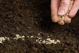 Sjeme koje neće da klija: Pomaže drevna, jednostavna i prirodna metoda