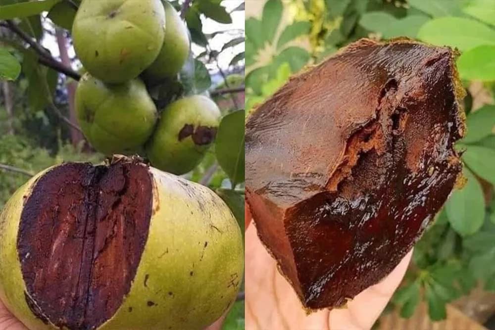 SAPOTA