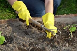 Značaj stajnjaka za uzgoj i kvalitet povrća