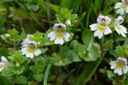 Vidova trava – Biljka koja pomaže kod problema sa očima