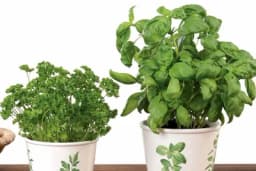 5 grešaka zbog kojih vam ZAČINSKO BILJE ne uspijeva