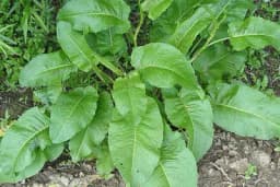 10 namirnica koje treba jesti u martu i aprilu