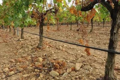 Jesenja obrada zemljišta u vinogradu